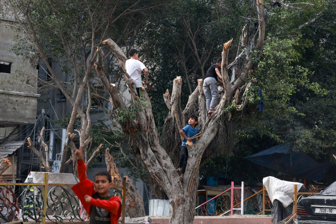 Palestinians cut wood from trees to be used as fuel in Rafah