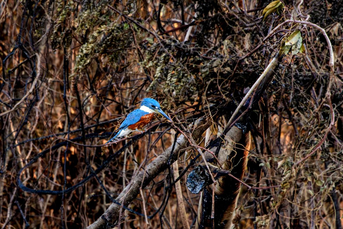 A kingfisher sits on a tree burnt by a forest fire in the Pantanal wetland in Porto Jofre, Mato Grosso State, Brazil.