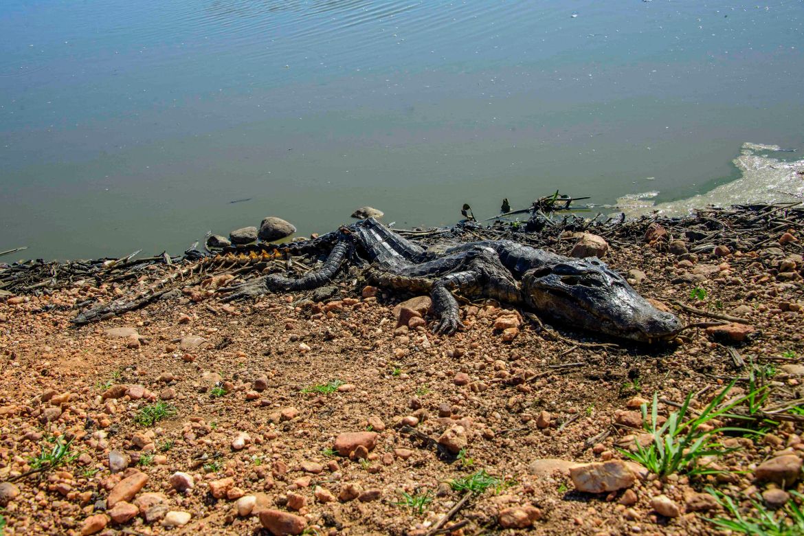 A dead crocodile is seen as forest fires rage in the Pantanal wetland in Porto Jofre, Mato Grosso State, Brazil.