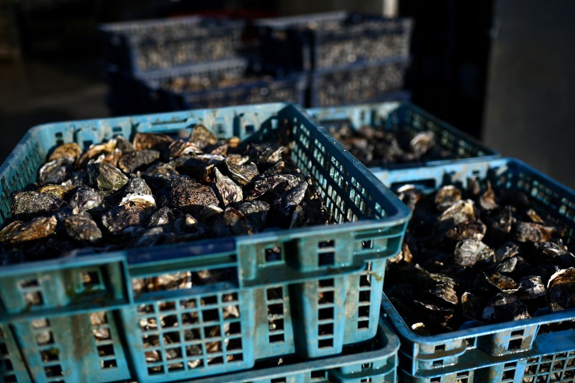This picture shows oysters in crates ahead of their packaging in baskets at the Chiron oyster-farming company in L'Eguille along the Seudre river, south-western France.