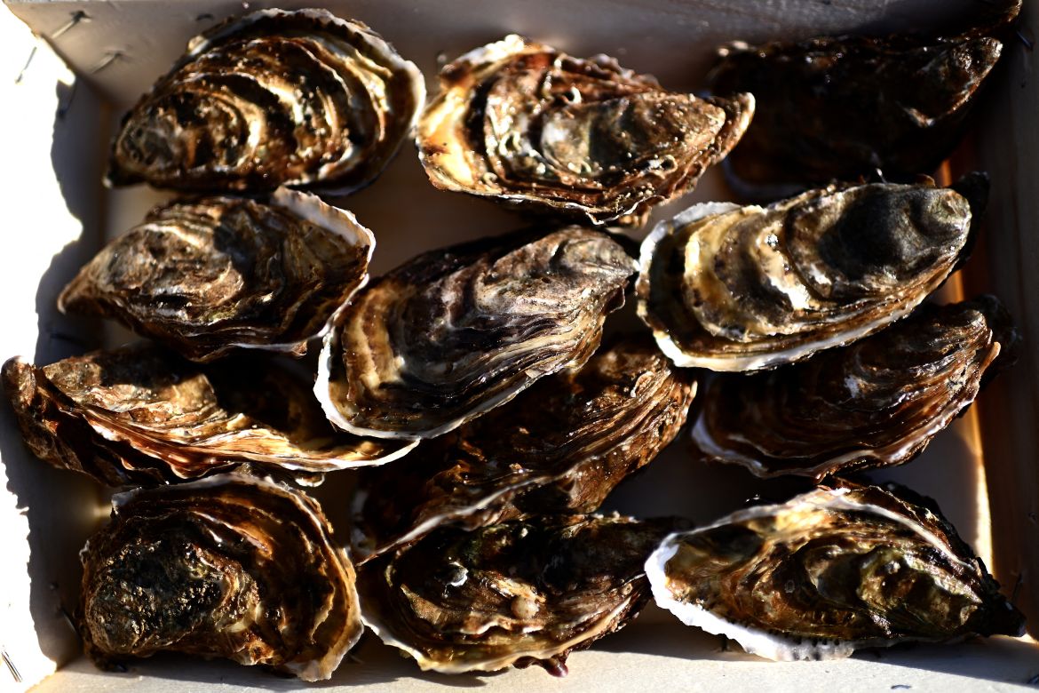 This picture shows a basket of Marennes Oleron oysters at the Chiron oyster-farming company in L'Eguille along the Seudre river, south-western France.