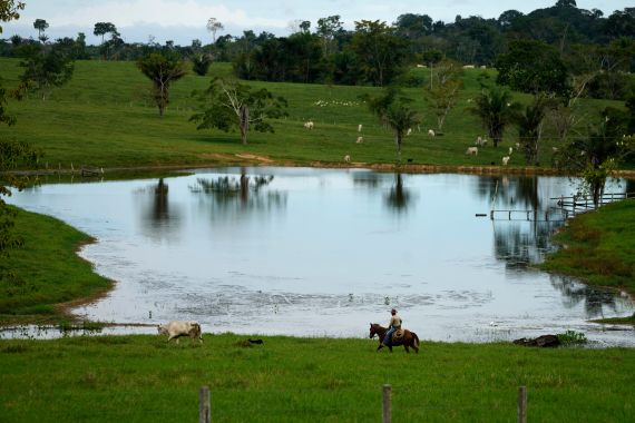 Cattle graze in the pastures of the Guachupe farm, in the rural area of the Rio Branco, Acre state, Brazil.