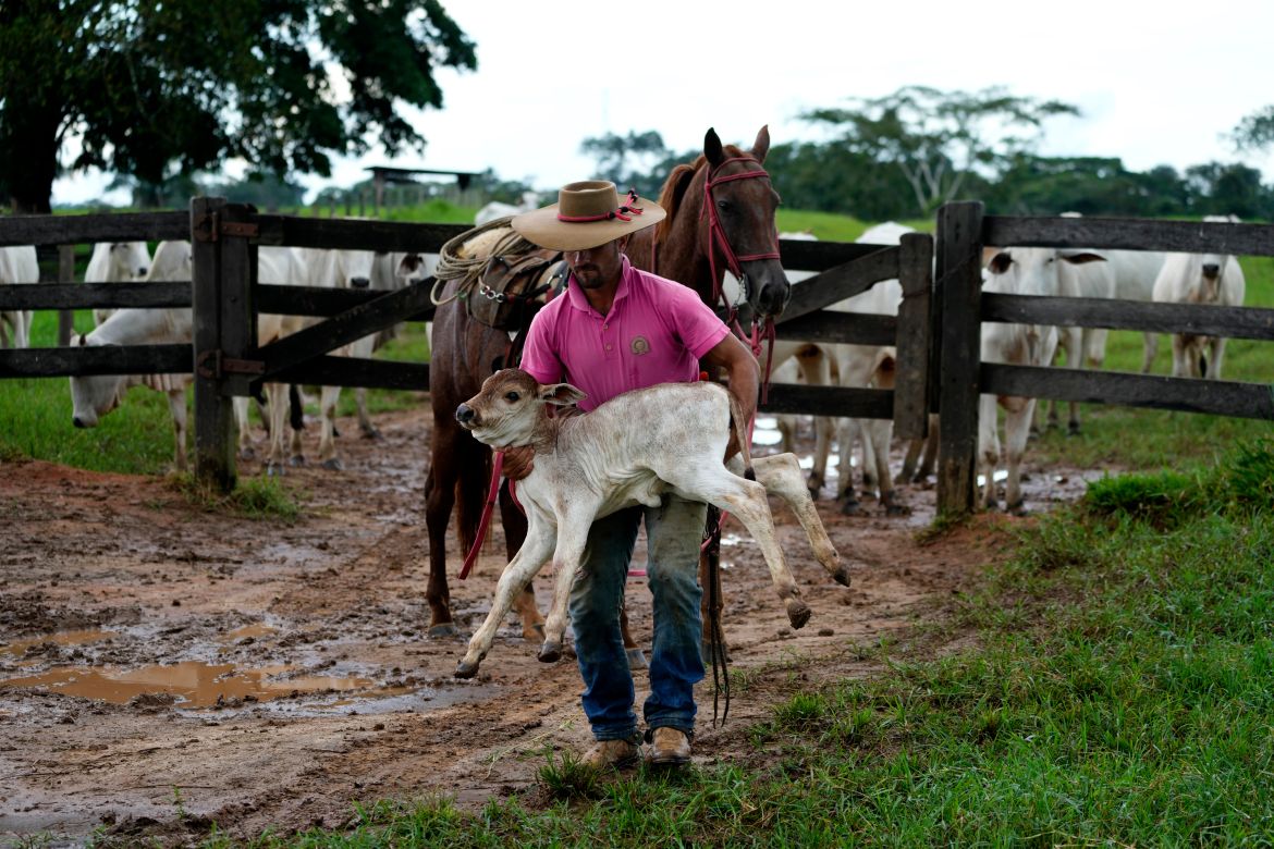 Cowboy Diego Nascimento carries a calf to weigh and mark in a corral at the Fazenda Itaituba, a farm in the municipality of Bujari, near the city of Rio Branco, Acre state, Brazil.