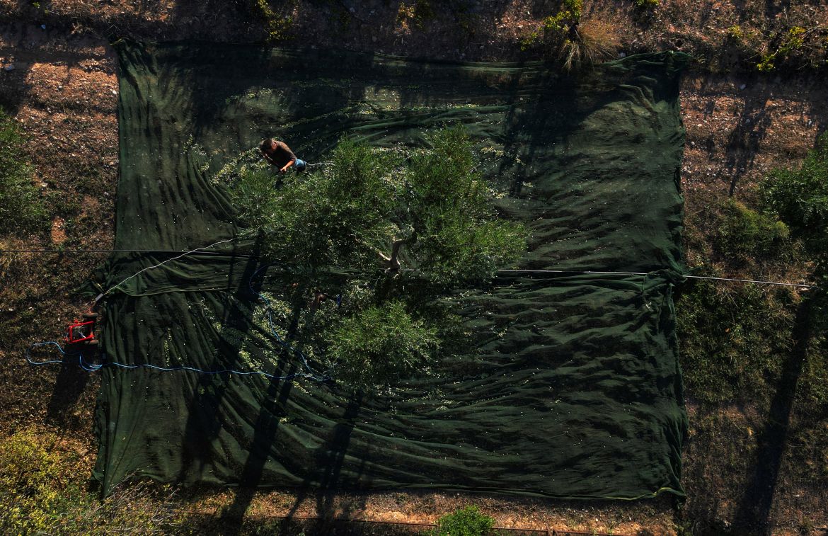 A worker uses an electric comb to harvest olives from a tree in Spata suburb, east of Athens, Greece, Monday.