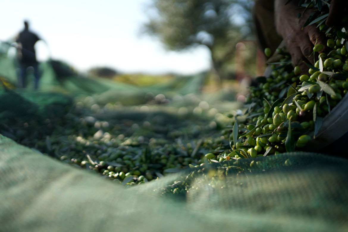 A worker collects olives during the harvest period in Spata suburb, east of Athens, Greece.