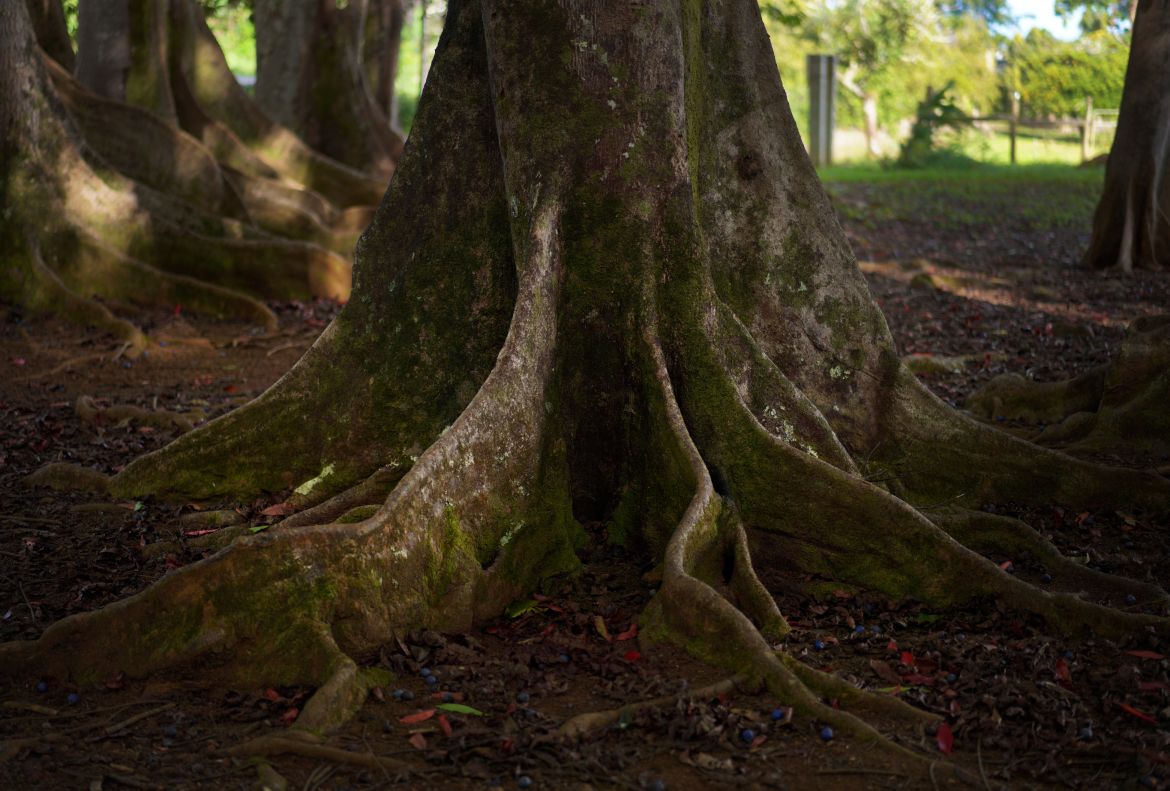 The large roots of Rudraksha trees, which provide bright blue sacred fruit, line the forest floor on the edge of the Kauai Hindu Monastery.