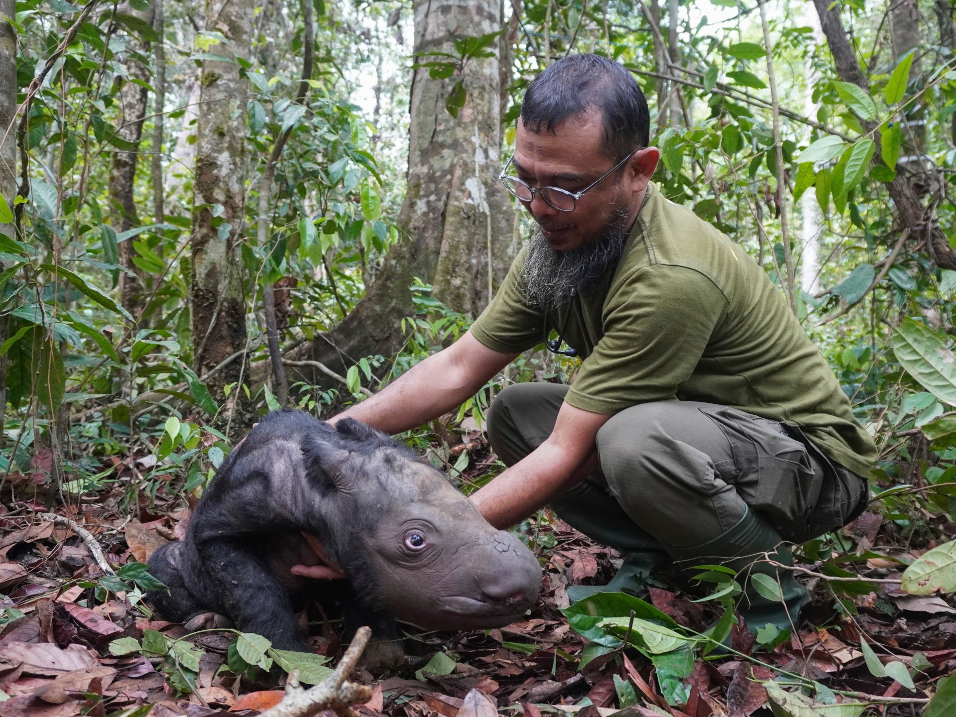 Endangered Sumatran child rhino born |  Setting Information