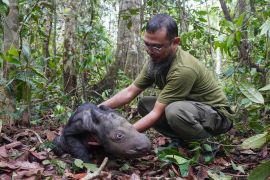 The critically endangered Sumatran rhino was born on Sumatra Island Saturday, Nov. 25, 2023, the second Sumatran rhino born in the country this year and a welcome addition to a species that currently numbers fewer than 50 animals. (Indonesian Ministry of Environment and Forestry via AP)