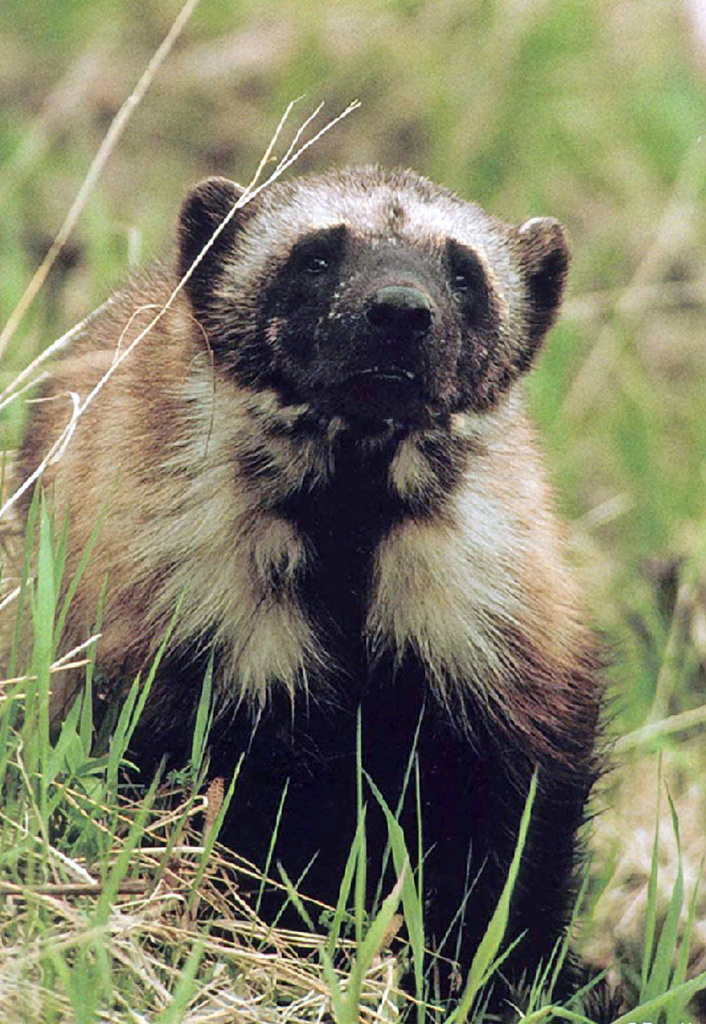A wolverine in the grass