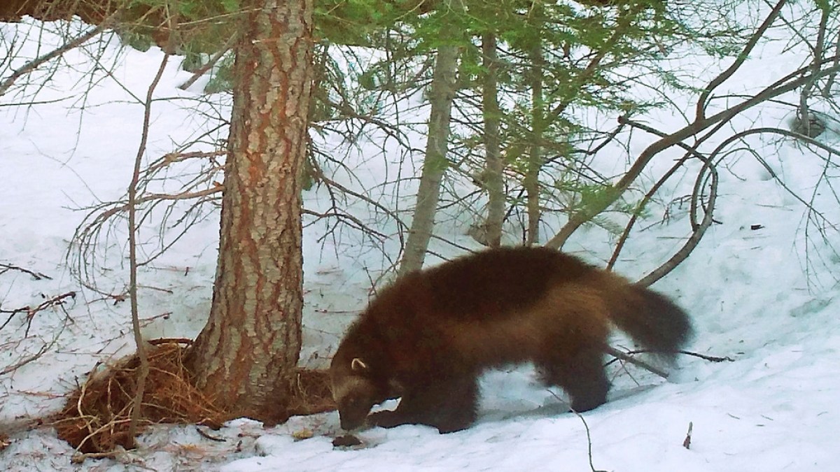 US says climate change threatens wolverines with extinction | Wildlife News