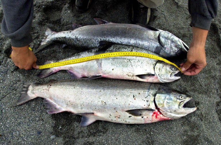 Three salmon lie together in a row, while a member of the Yurok Tribe uses yellow measuring tape to document their length.