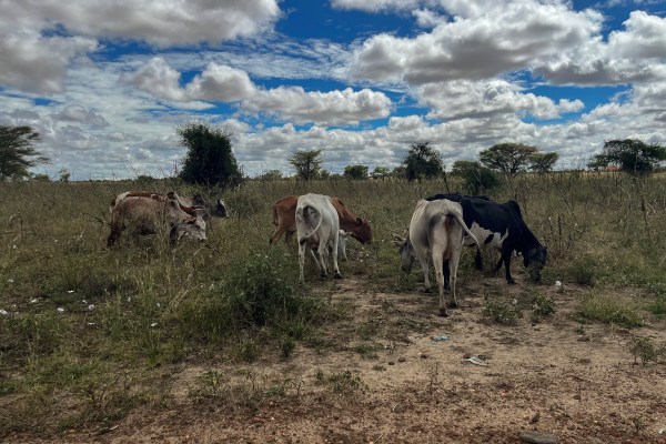 Котидо Уганда – Франсис Лосигаара смяташе че хвърлянето на добитък