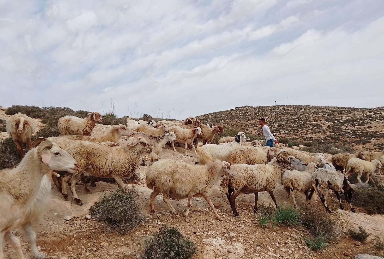 Israeli settlers steal Palestinian farmers’ land in occupied West Bank | Israel-Palestine conflict