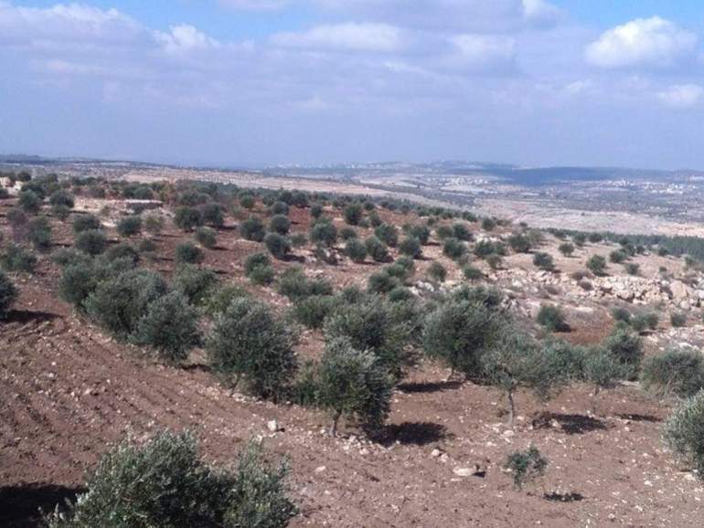 Olive groves in the West Bank