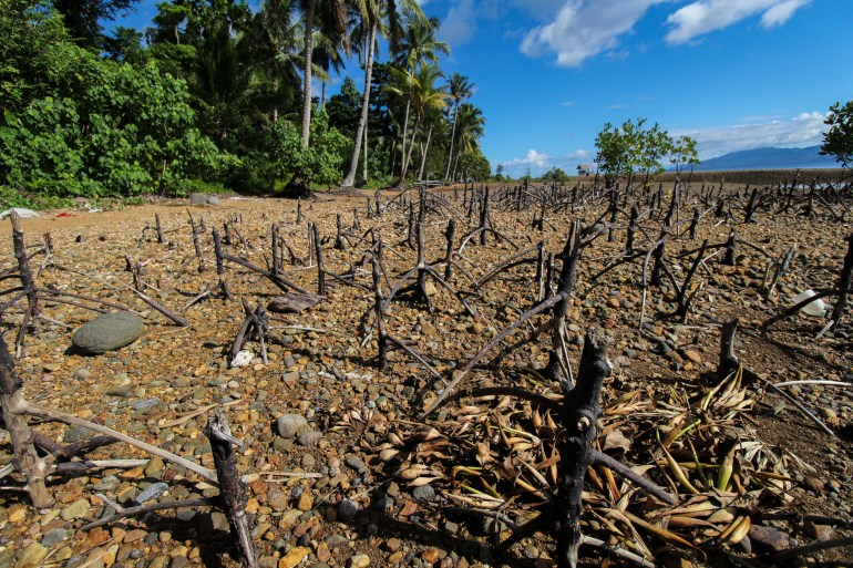 Exoanse de pequeñas plantas de manglares en el sur de Leyte.