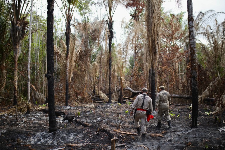 Dois bombeiros caminham por uma fazenda de açaí incendiada, onde palmeiras queimadas são as únicas plantas que restam no terreno.