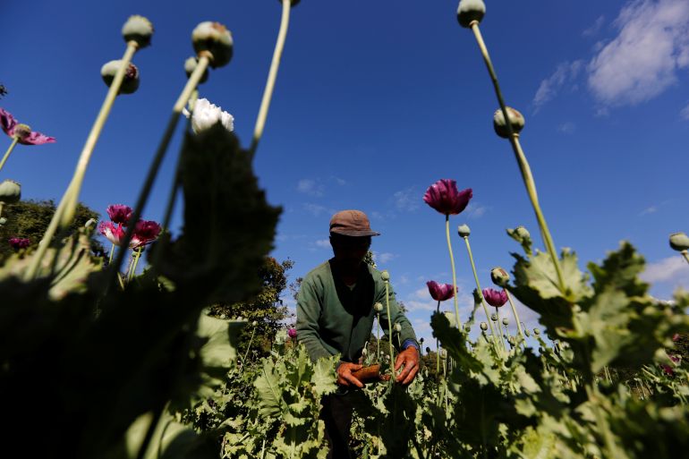 Opium farming in Myammar