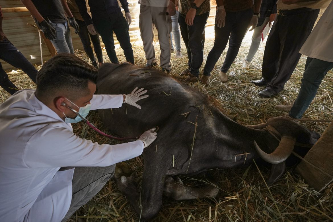 A veterinarian inspects a water buffalo with high fever at a barn in the Chibayish marshland area in Iraq's southern Dhi Qar province.