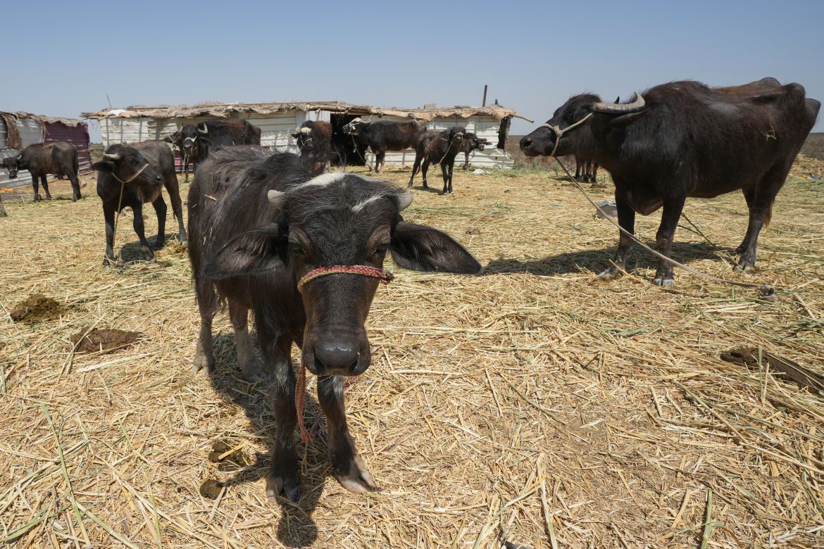 Water buffaloes feed near their sheds in the Chibayish marshes in Iraq's southern Dhi Qar province.