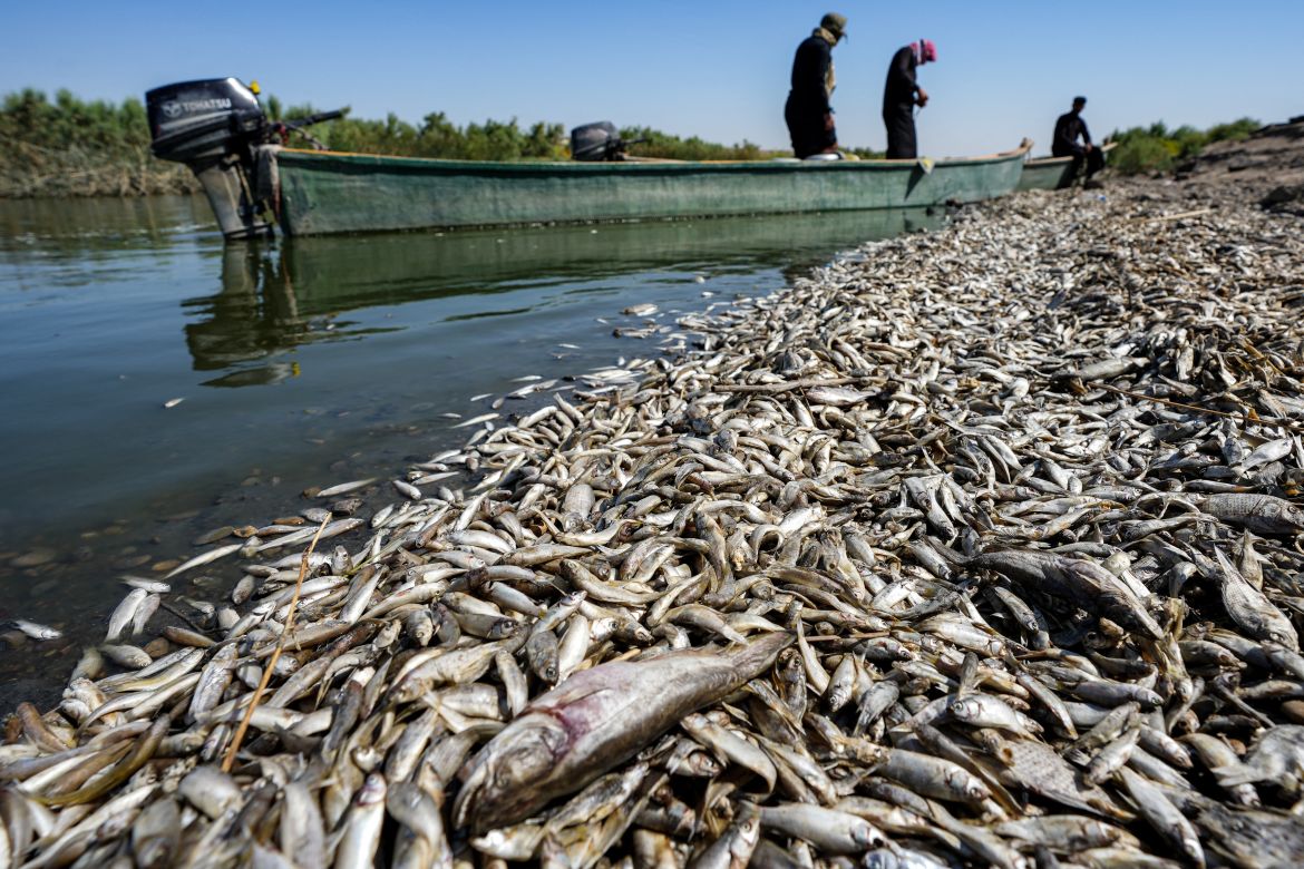 Fishermen stand in a boat as they inspect thousands of dead fish floating by the bank of the Amshan river, which draws its water from the Tigris, in Iraq's southeastern Maysan governorate.