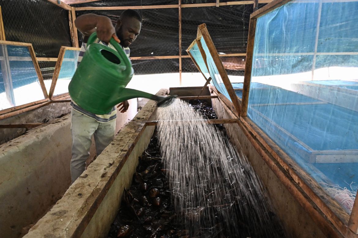 A snail farmer pours water at a snail farm in Azaguie.