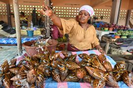 The simplicity of snail farming, its productivity and its profitability have attracted thousands of Ivorians to the sector, and over five years, production has soared from 25 to 250 tonnes of snails per month, according to the government. [Issouf Sanogo/AFP]