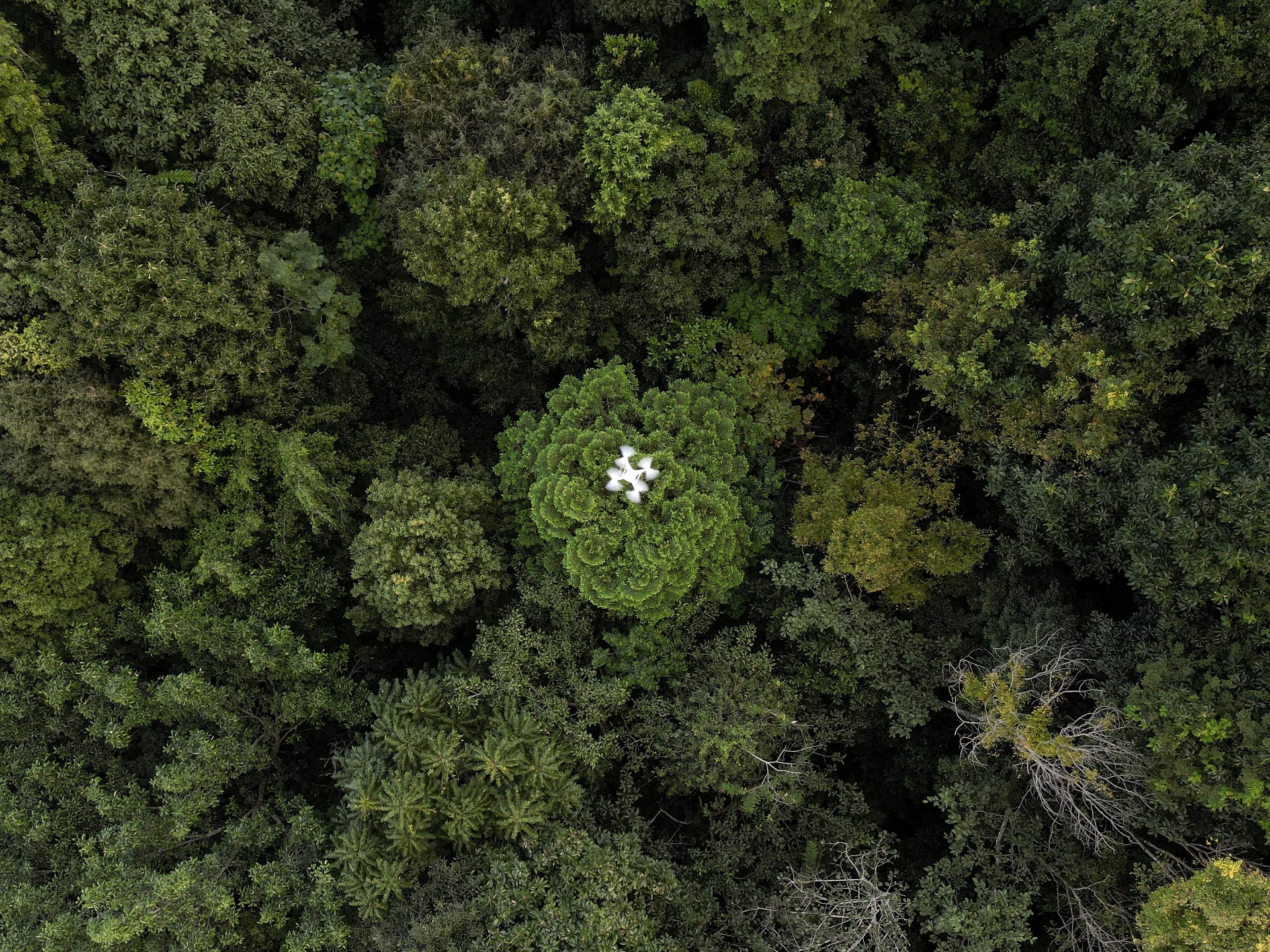 Drones help solve the forest carbon capture riddle in Thailand | Environment