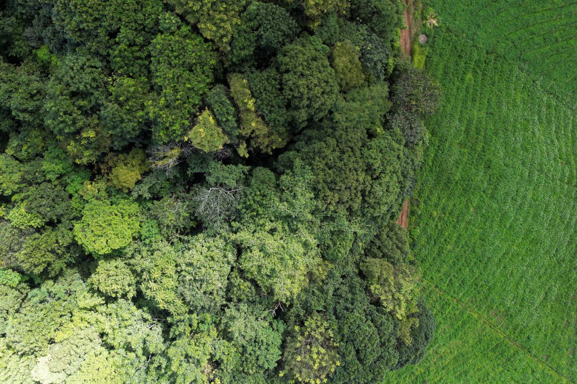 This aerial photograph taken on November 22, 2023 shows a reforested area atop a hill in Chiang Mai.