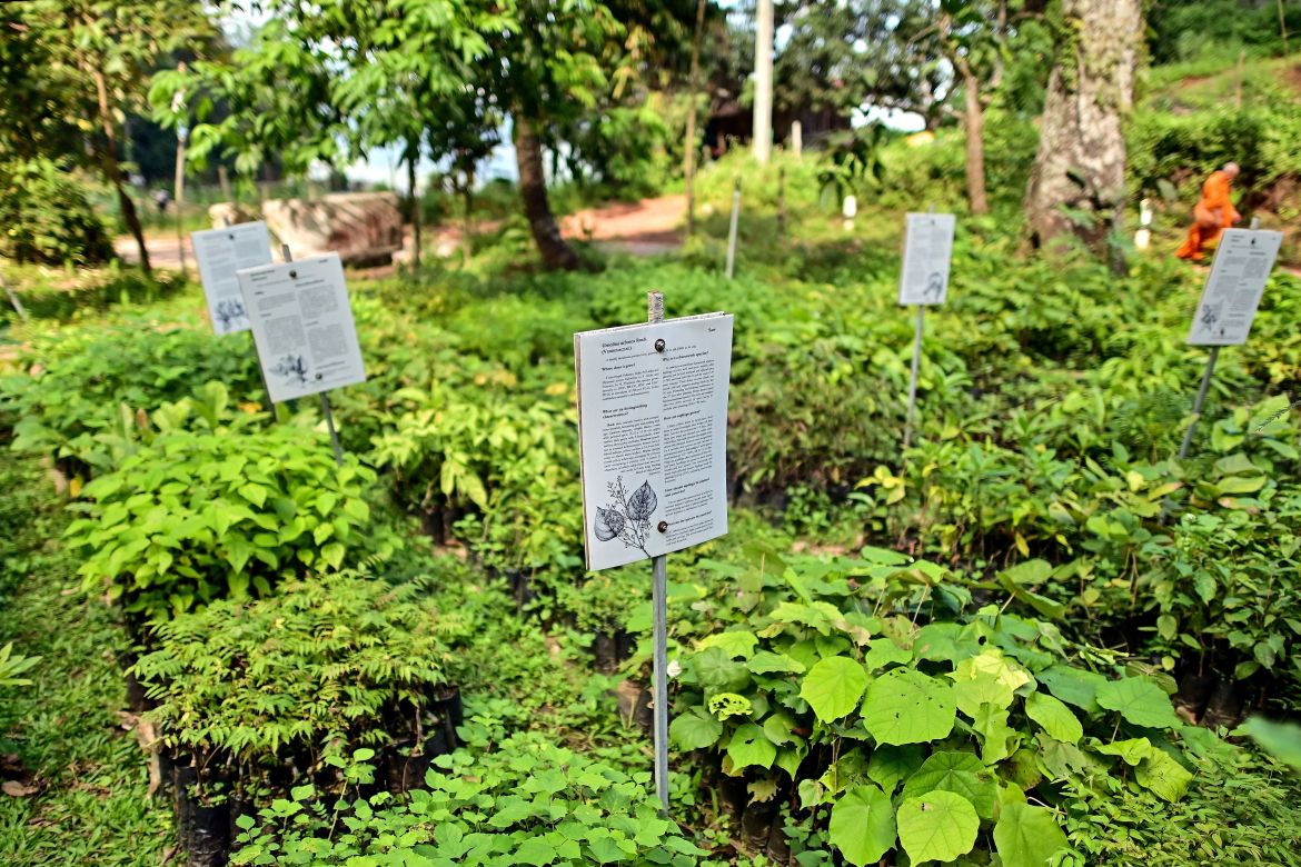 This picture taken on November 22, 2023 shows plants of native species used by Chiang Mai University's Forest Restoration Research Unit (FORRU) for forest restoration projects in Chiang Mai.