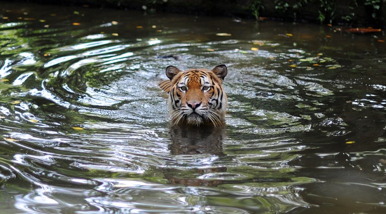 The Malaysian government says it has measures in place to protect the forests' wildlife