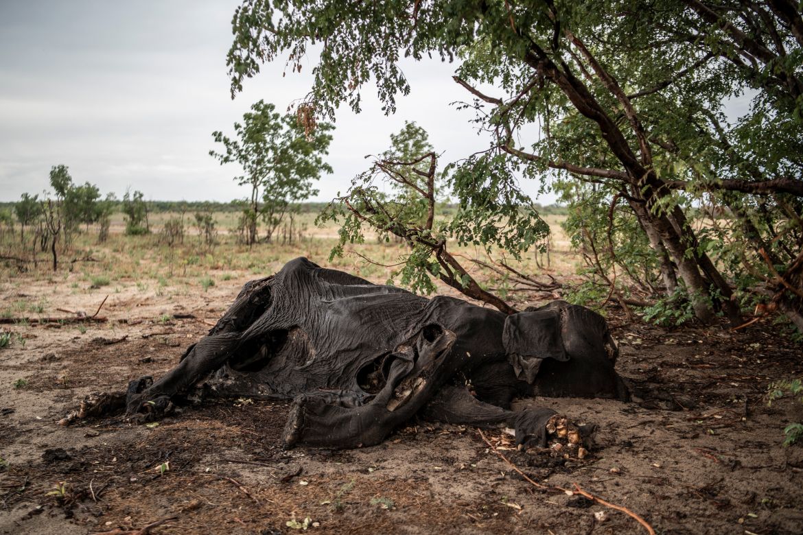A general view of a decomposed elephant which died of drought in Hwange National Park in Hwange, northern Zimbabwe on December 16, 2023.