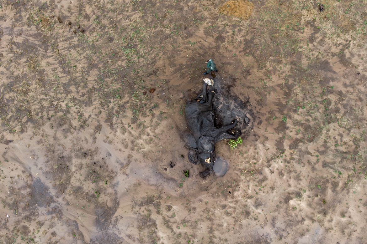This aerial view shows Game ranger Simba Marozva inspecting the carcass of an elephant which died due to drought in Hwange National Park in Hwange, northern Zimbabwe.