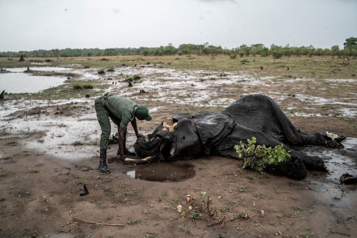 Game ranger Simba Marozva removes a tusk from a decomposed elephant which died of drought in Hwange National Park in Hwange, northern Zimbabwe.