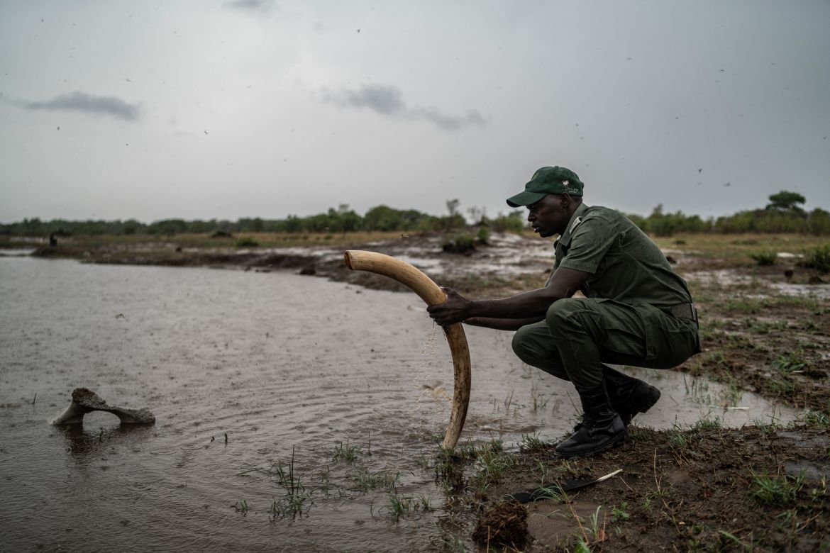 Game ranger Simba Marozva cleans a tusk removed from a decomposed elephant which died of drought in Hwange National Park in Hwange, northern Zimbabwe.
