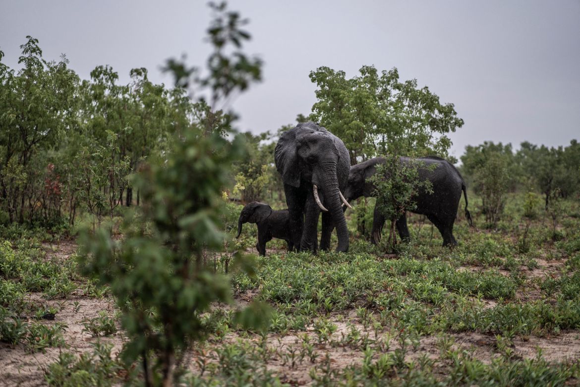 Elephants feed as it starts to rain in Hwange National Park in Hwange, northern Zimbabwe.