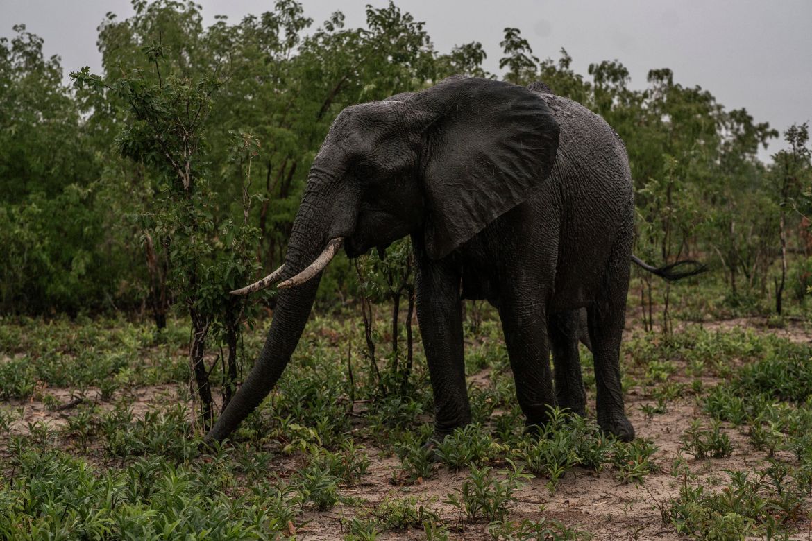 An elephant feeds as it starts to rain in Hwange National Park in Hwange, northern Zimbabwe.