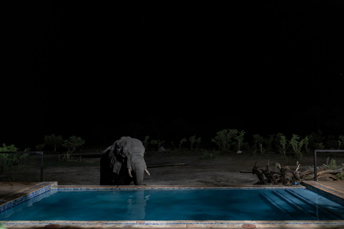 An elephant drinks water from a swimming pool at tented camp on the boundaries of Hwange National Park in Hwange.
