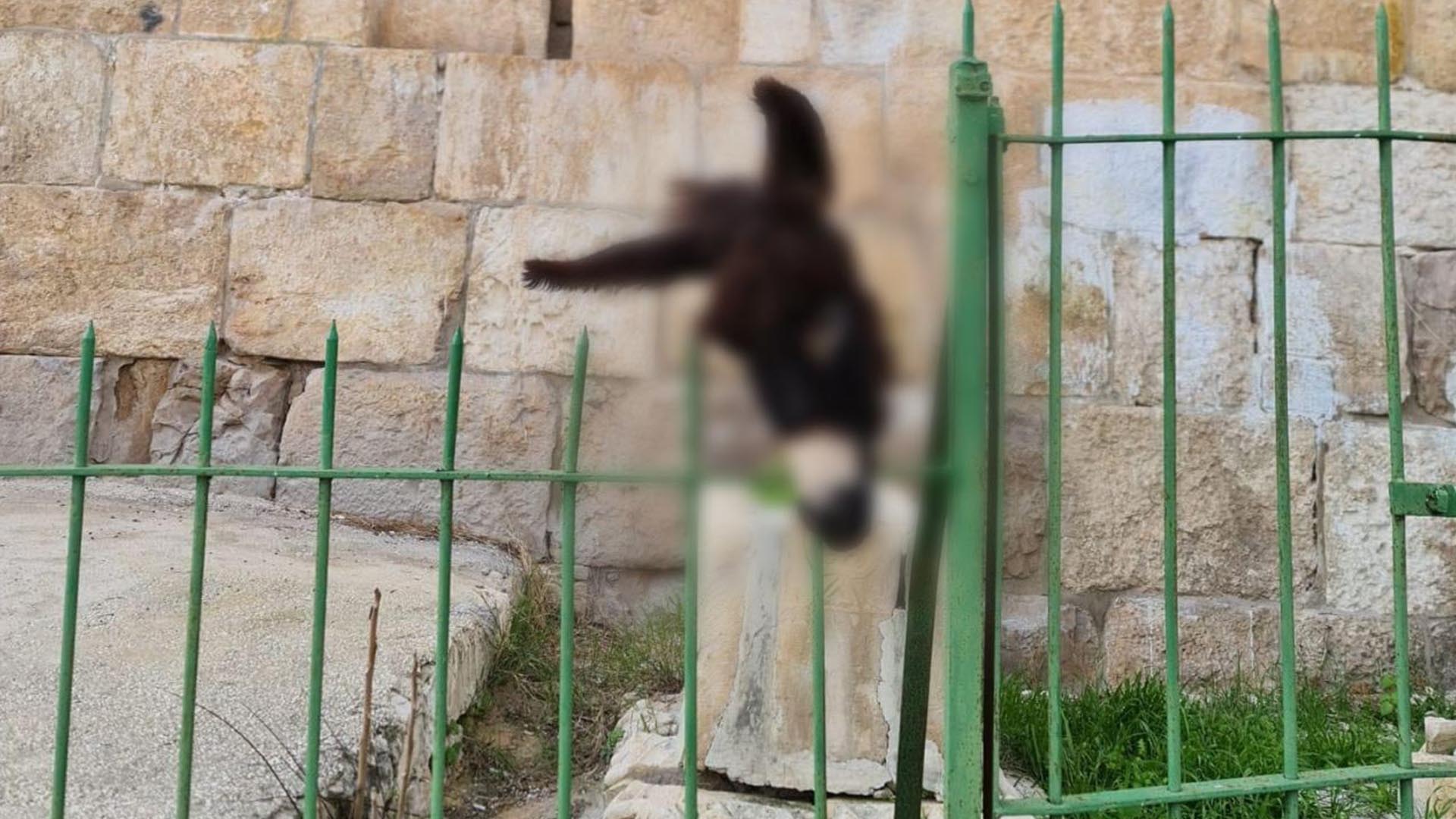 Israeli settlers hang donkey head on Muslim cemetery in Jerusalem | Israel-Palestine conflict