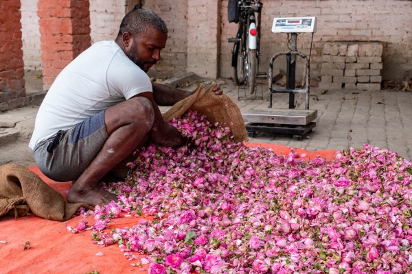 Канаудж, Индия — Гопал Кумар разглоби луковицата на цвете и посочи