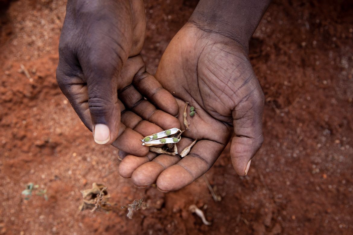 People are given advice depending on the forecast, for instance on planting alternative crops that are more resilient to drought and suitable for the climate. Good alternatives include mung beans, locally known as green grams, groundnuts, macadamia trees and hay farming. During the prolonged drought, even hardy green grams struggled to grow.