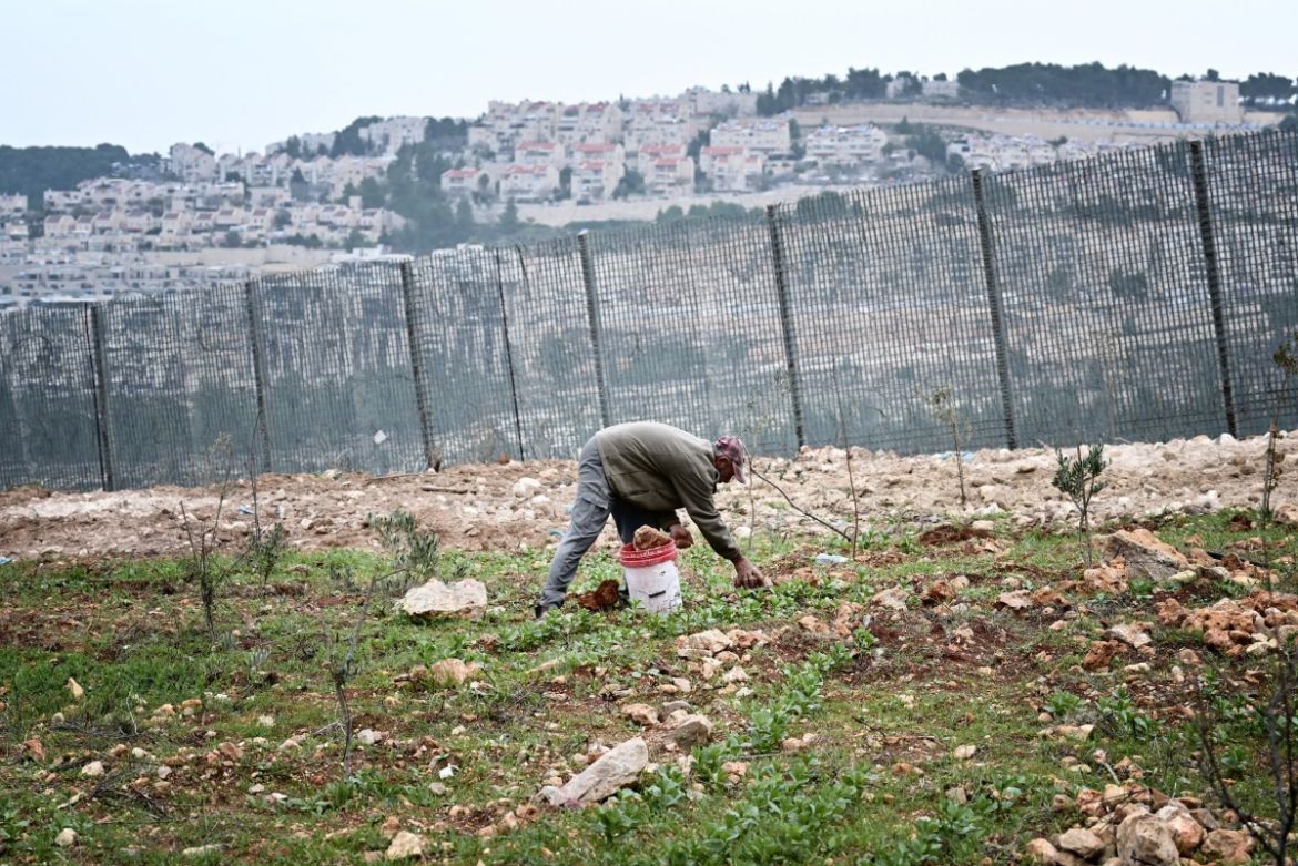 A Palestinian villager collects stone in front of the West Bank barrier in Al-Walaja