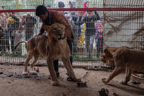 Гладът удря разселените палестинци и животните в зоологическата градина в Газа