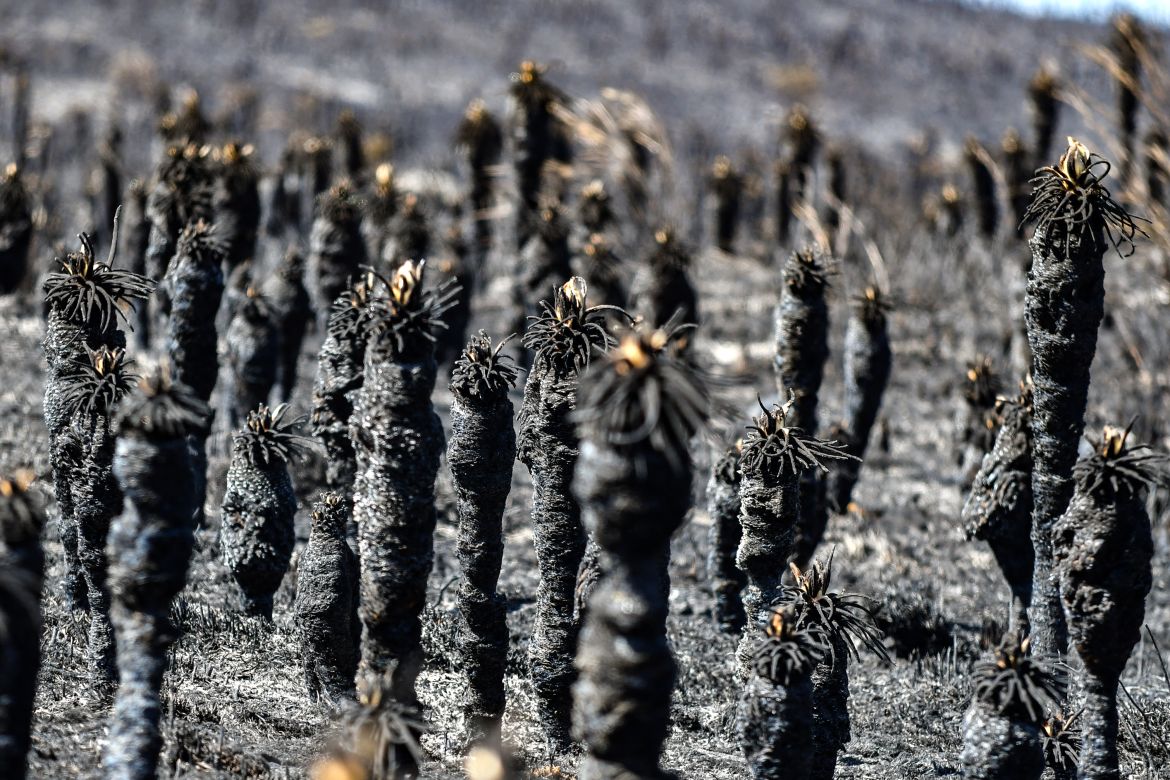 Burnt Espeletia plants are seen after a forest fire at the Berlin paramo in Santander department, Colombia
