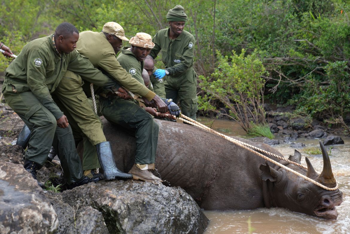 Kenya Wildlife Service rangers and capture team pull out a sedated black rhino from the water in Nairobi National Park, Kenya Tuesday