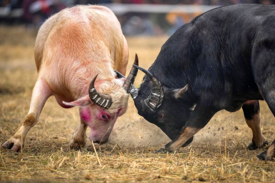 A pair of buffaloes lock horns during a fight