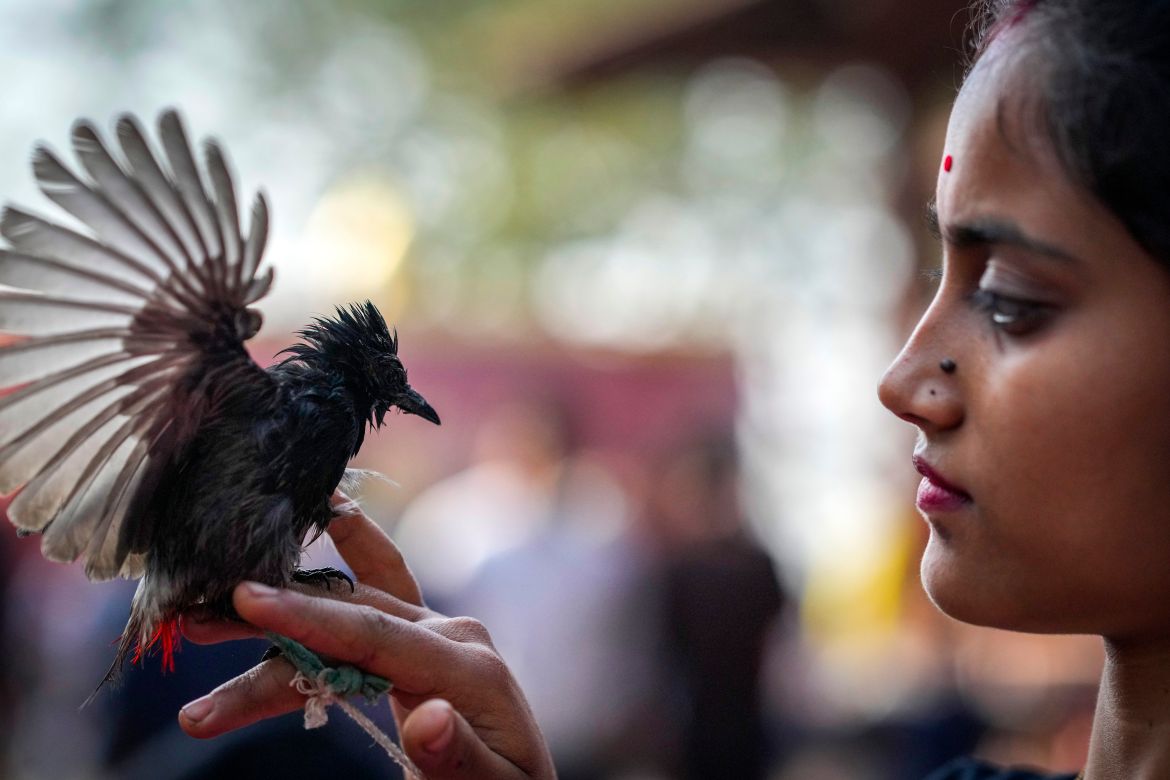 A bird owner waits for her bulbul bird to fight