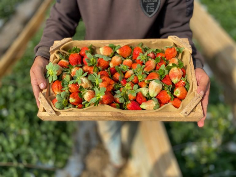 Las manos de un agricultor palestino llevando una caja de fresas