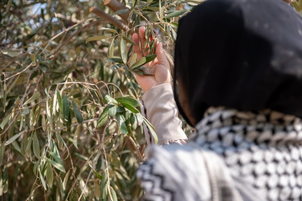 Маслиновото дърво, символ на Палестина и безмълвна жертва на войната на Израел срещу Газа