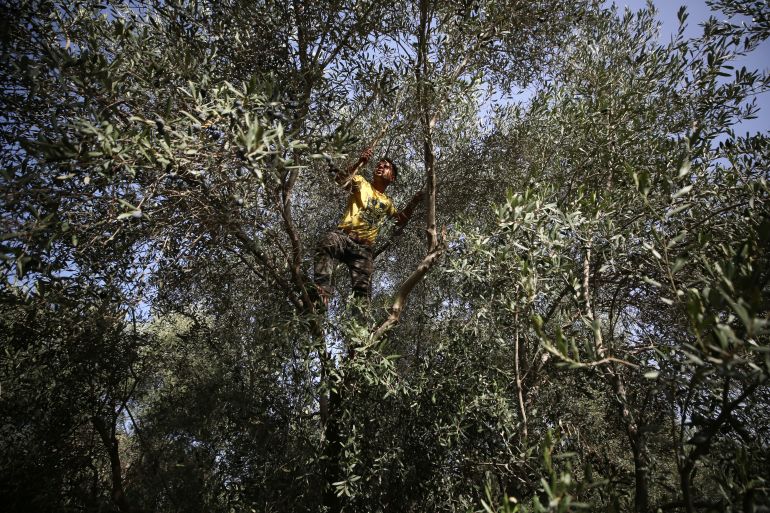 Hombre en lo alto de la recolección de un olivo