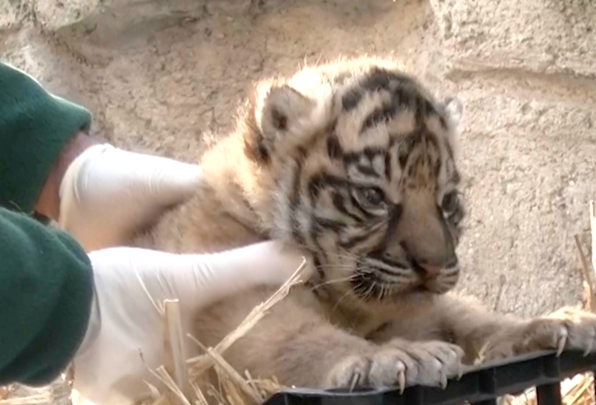 Video shows rare Sumatran tiger cub and mother on first days together | Wildlife News